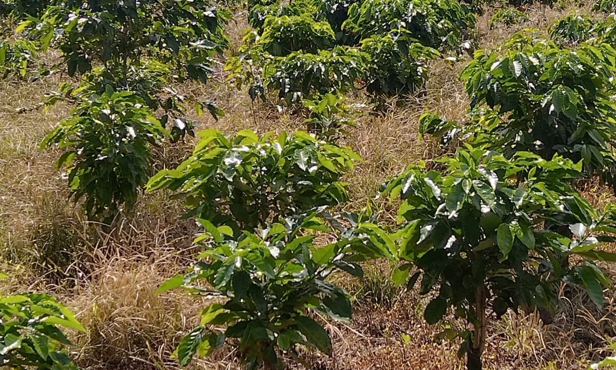 WhatsApp Image 2025-09-26 at 08.57.52