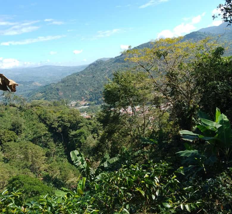 Finca Los Solano - Orosi 2024-09-25 at 07.56.38 (1)