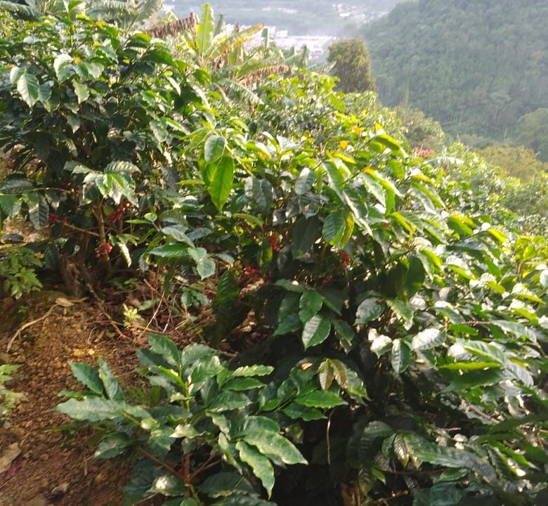 Finca Los Solano - Orosi 2024-09-25 at 07.56.39 (1)