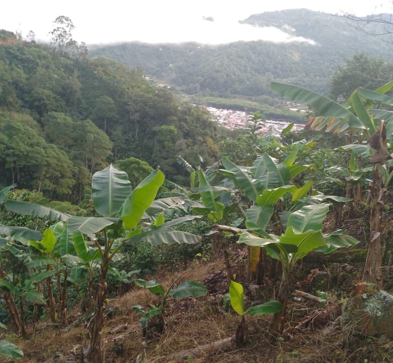 Finca Los Solano - Orosi 2024-09-25 at 07.56.39 (3)