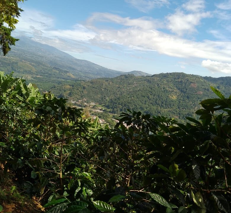 Finca Los Solano - Orosi 2024-09-25 at 07.56.39 (4)